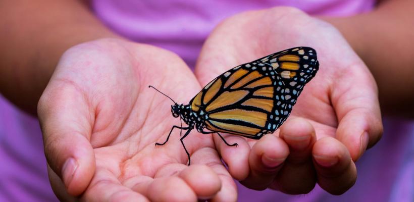 Butterfly in hand