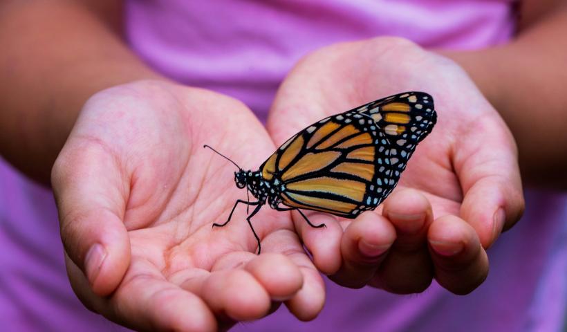 Butterfly in hand